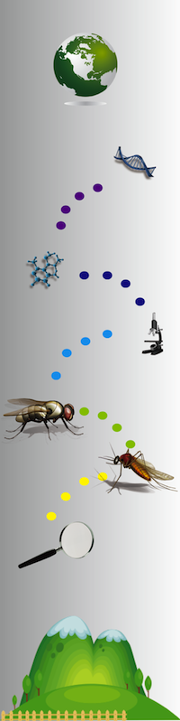 Japanese society, environmental entomology and zoology,english