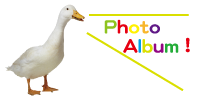 photoalbum